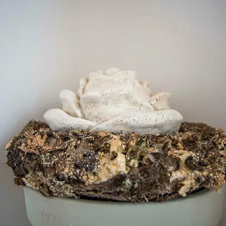 Апартаменты Bad Зандфорт